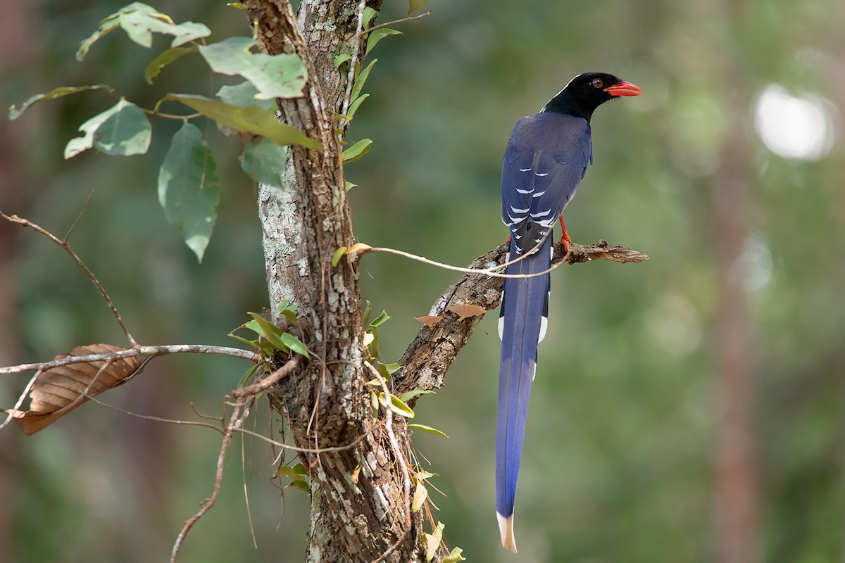 Red-billed Blue-Magpie - Ayuwat Jearwattanakanok