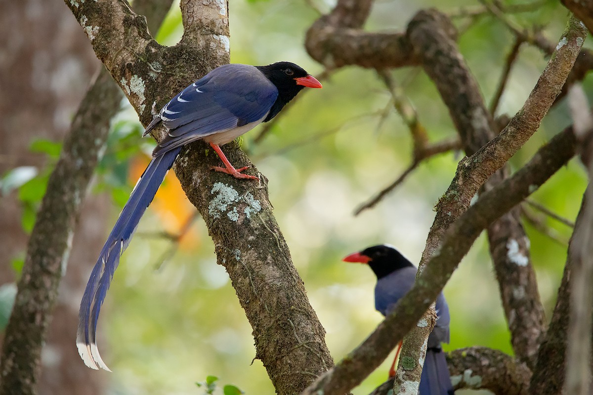 Red-billed Blue-Magpie - ML390606031