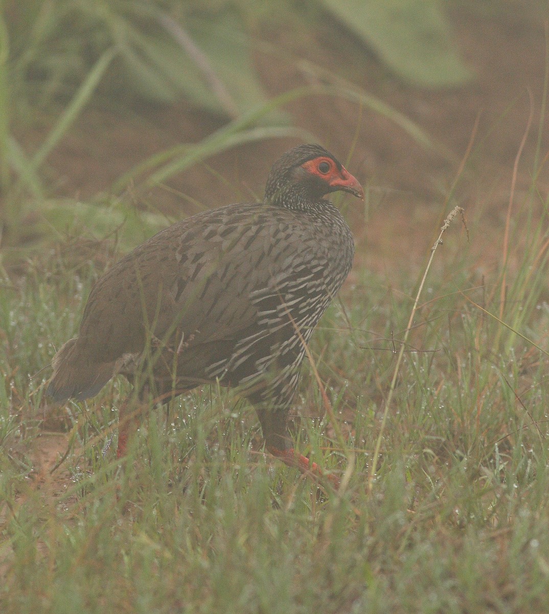 Francolin à gorge rouge (castaneiventer) - ML390606181