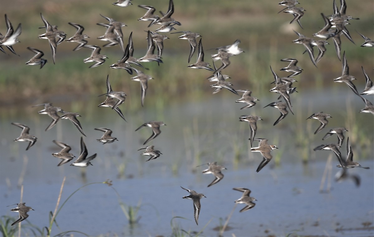 Kentish Plover - ML390606811