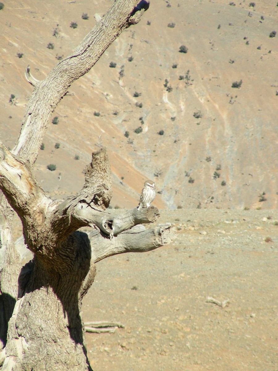 Little Owl - ML390608011