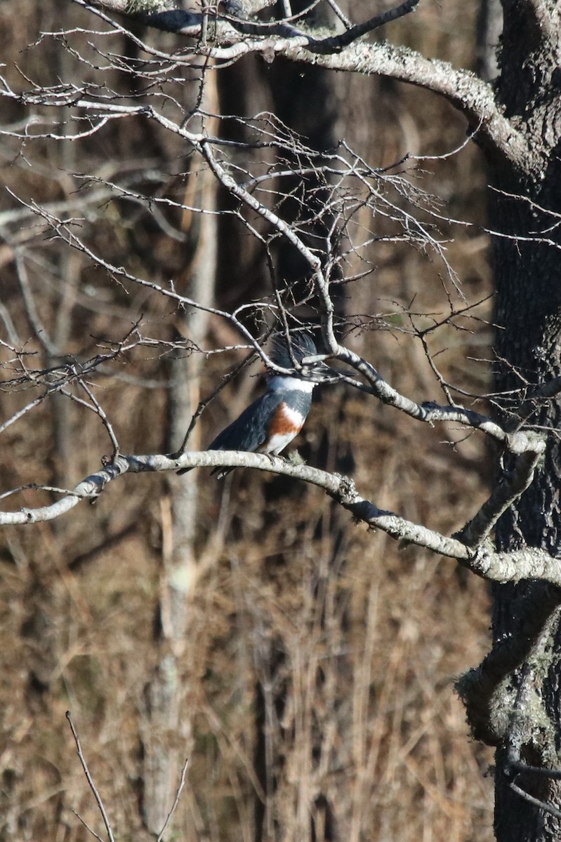 Belted Kingfisher - ML390609031