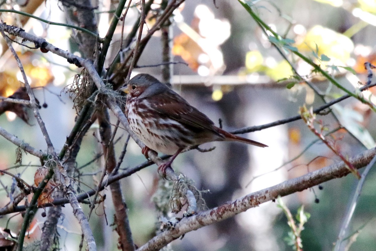 Fox Sparrow - ML390609331