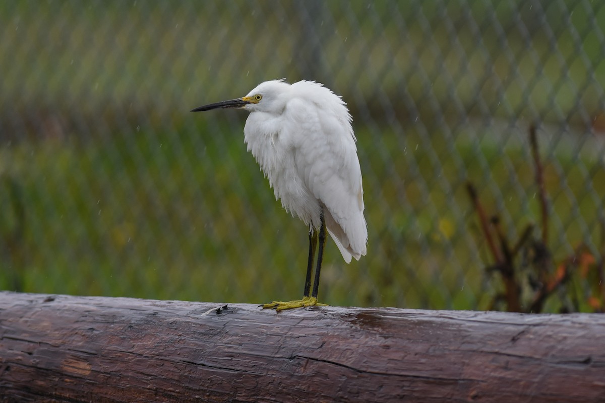 Snowy Egret - ML39060941