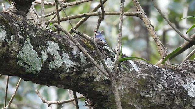 Velvet-fronted Nuthatch - ML390609881