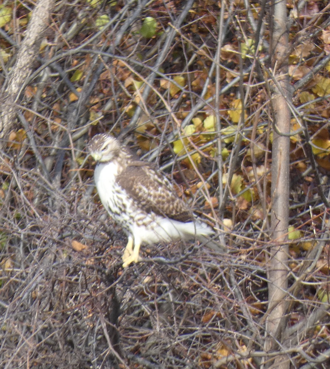Red-tailed Hawk - ML390610521