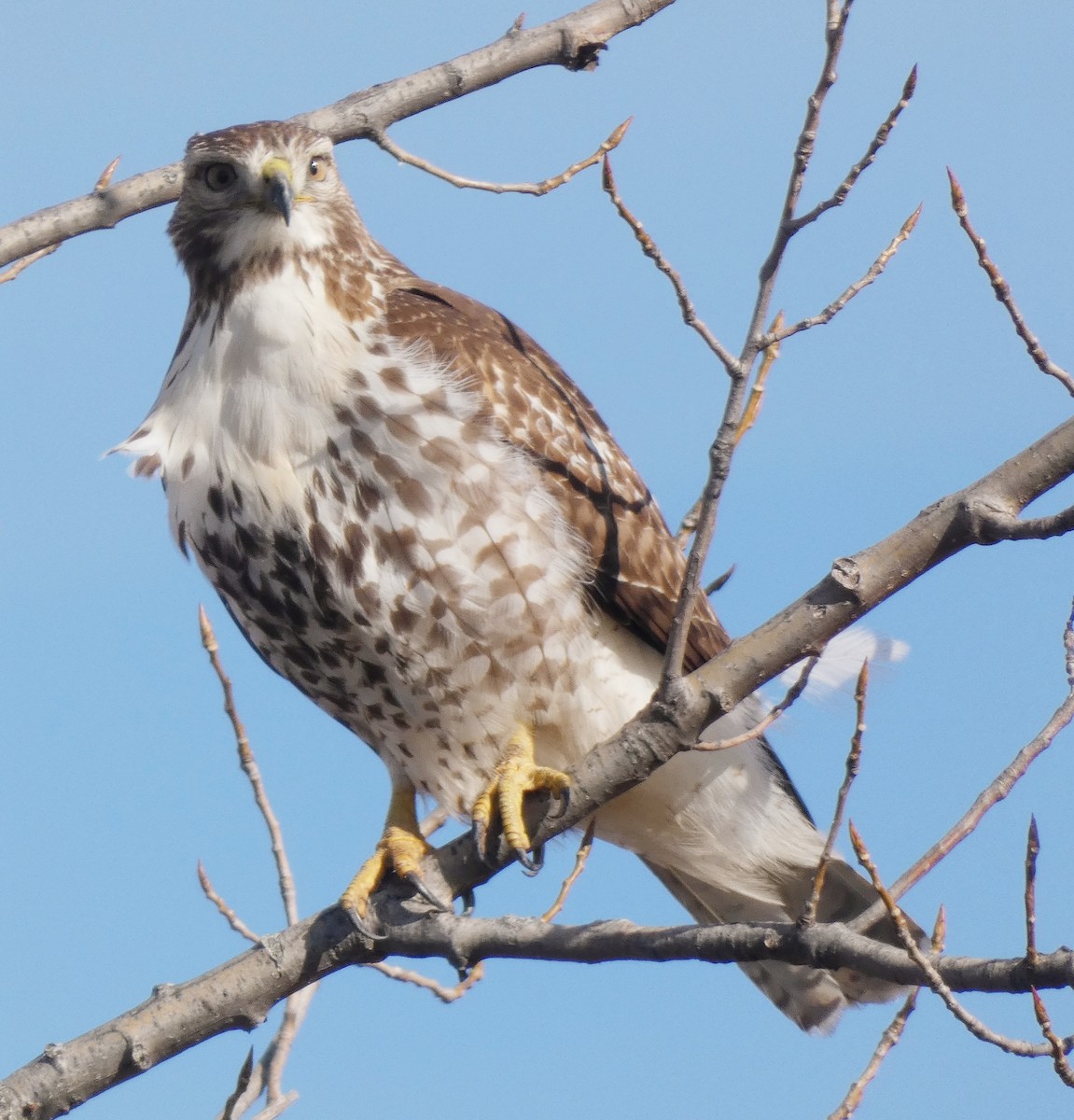 Red-tailed Hawk - ML390610531