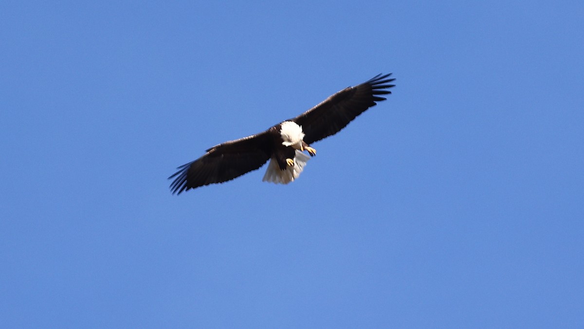 Bald Eagle - ML390611471