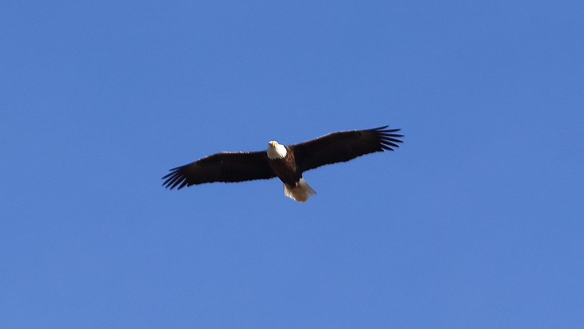 Bald Eagle - ML390611481