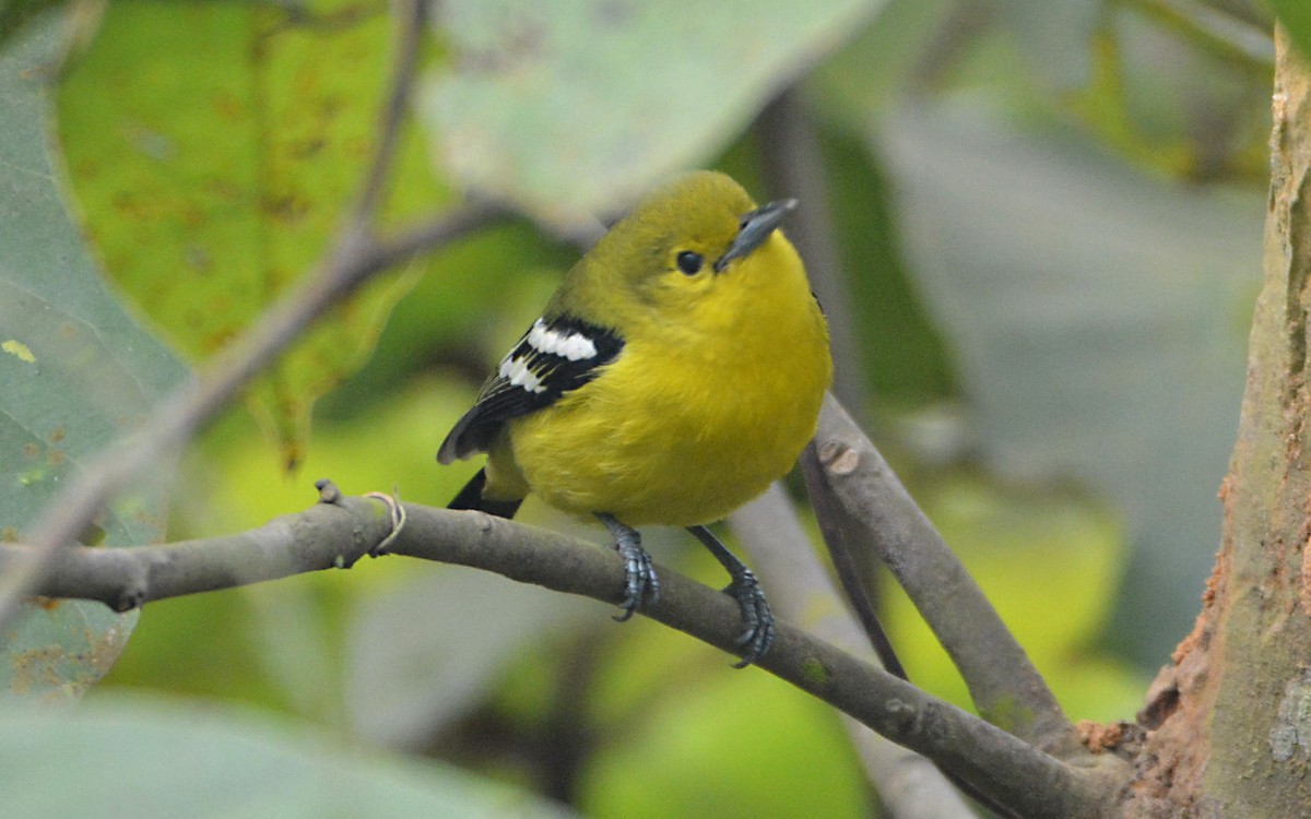 Common Iora - ML390611851