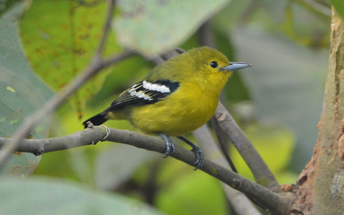 Common Iora - ML390611871
