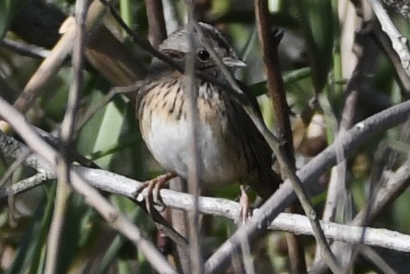 Lincoln's Sparrow - ML390612201