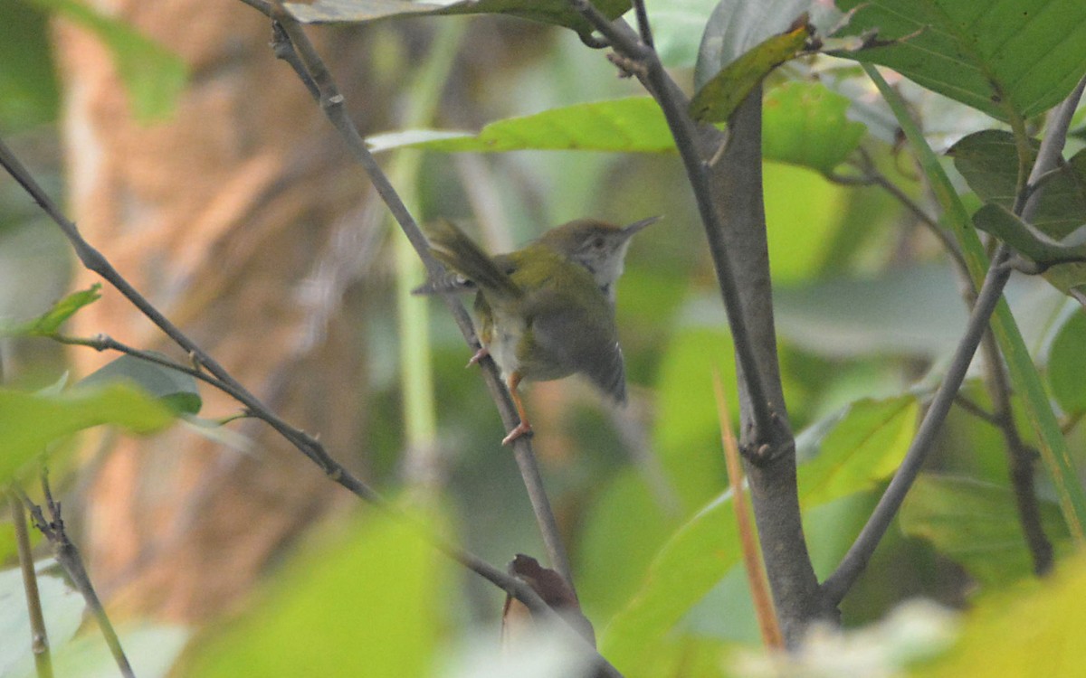 Common Tailorbird - ML390612471