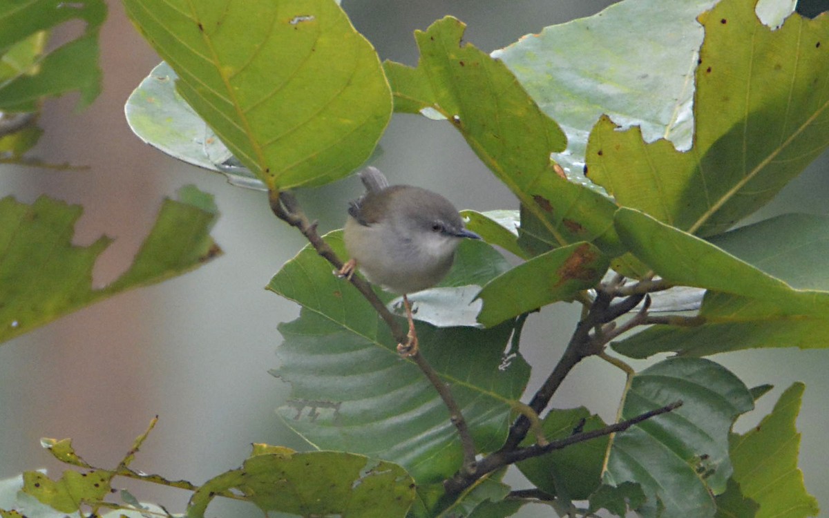 Gray-breasted Prinia - ML390614661