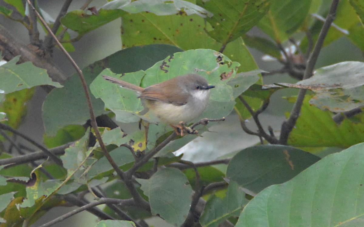Gray-breasted Prinia - ML390614671