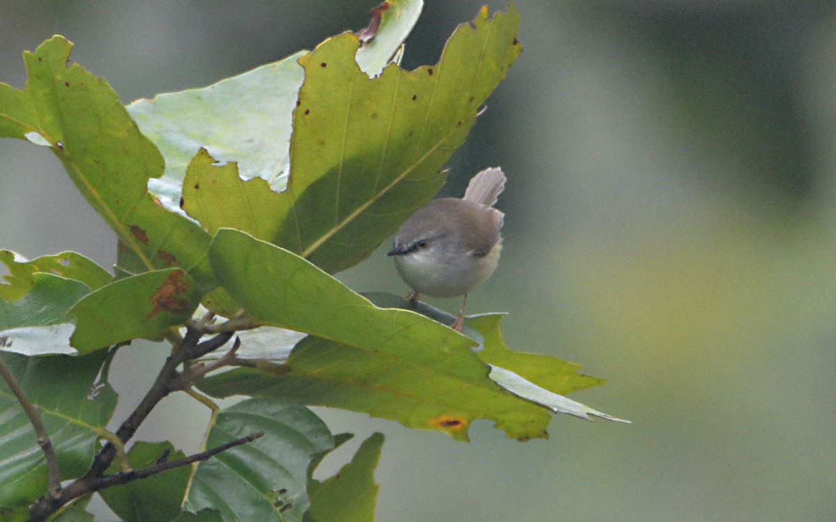 Gray-breasted Prinia - ML390614681