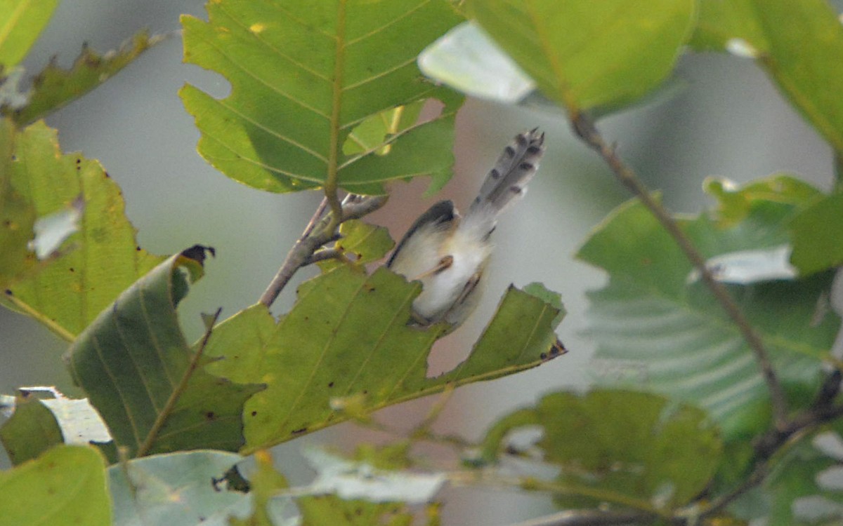 Gray-breasted Prinia - ML390614691