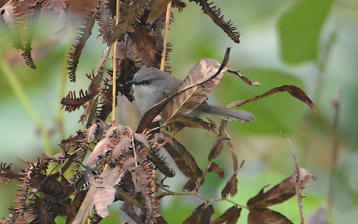 Gray-breasted Prinia - ML390614701