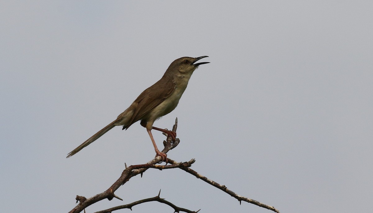 Prinia Selvática - ML390614721