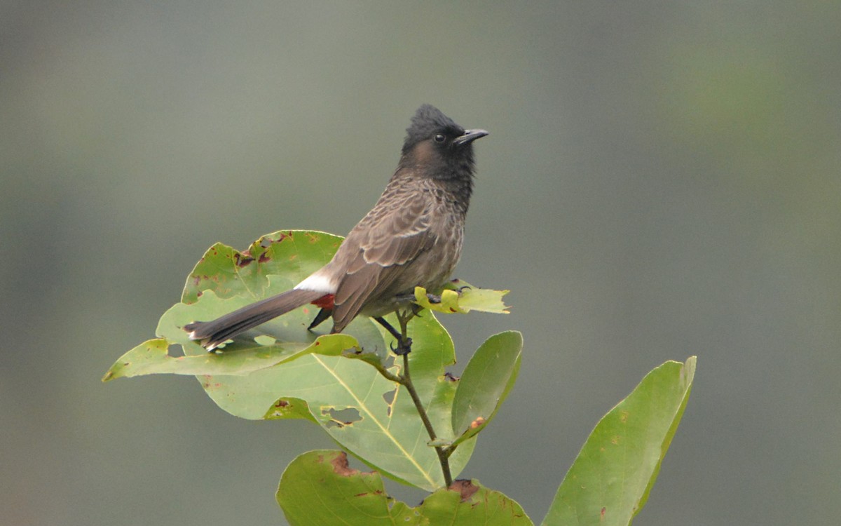 Red-vented Bulbul - ML390615501
