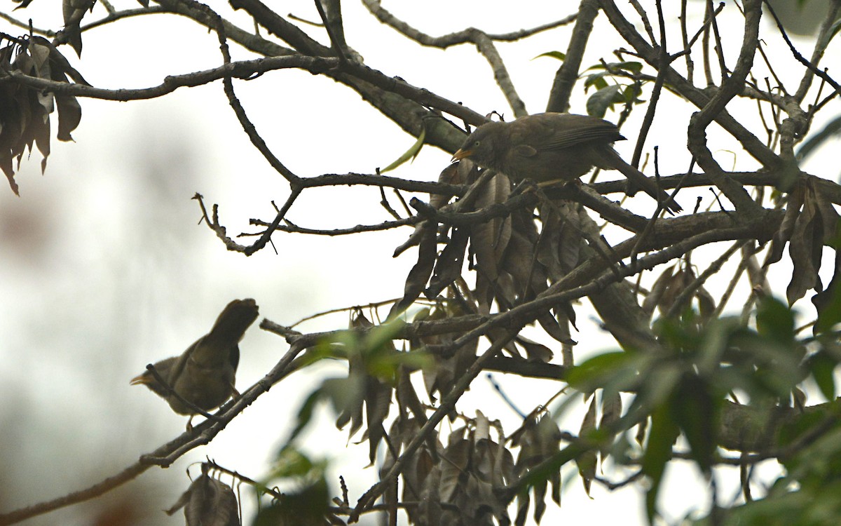 Jungle Babbler - ML390615861