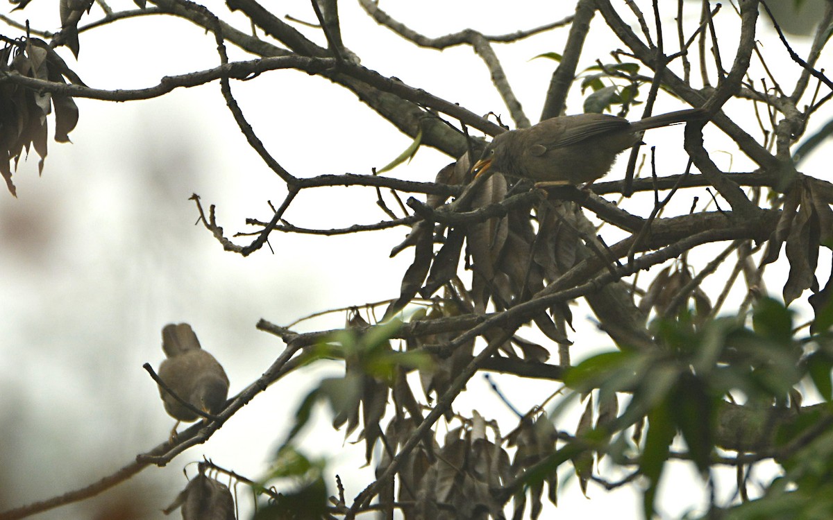 Jungle Babbler - ML390615871
