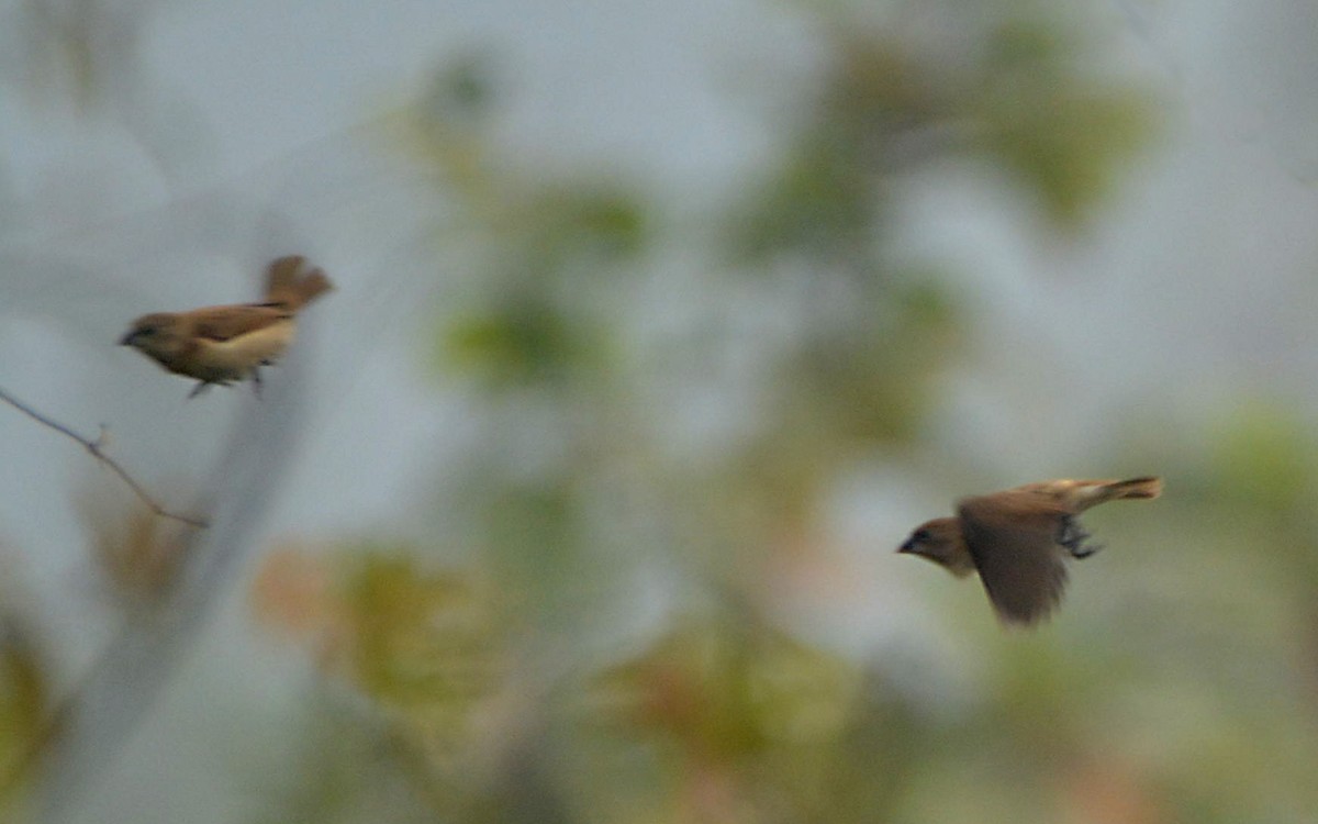 Munia pettosquamato - ML390616501