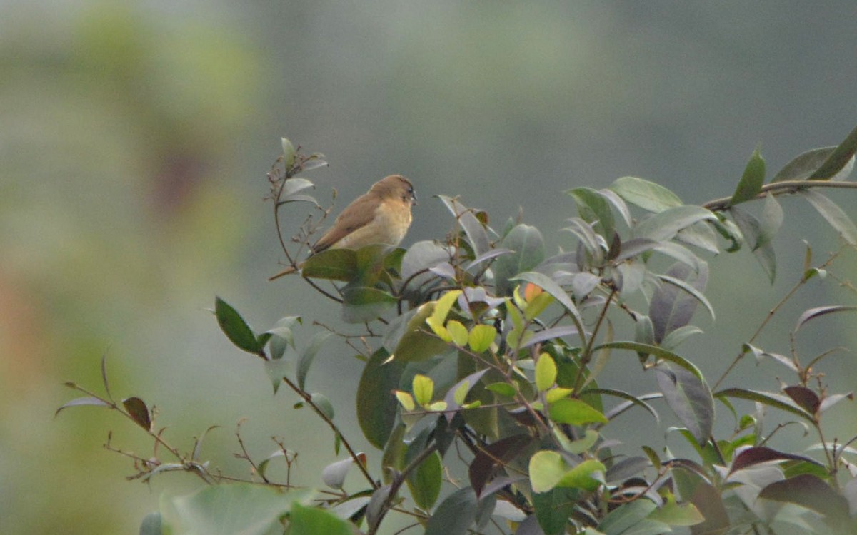 Munia pettosquamato - ML390616511