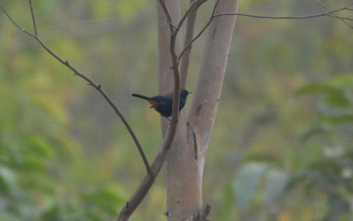 Indian Robin - ML390617011