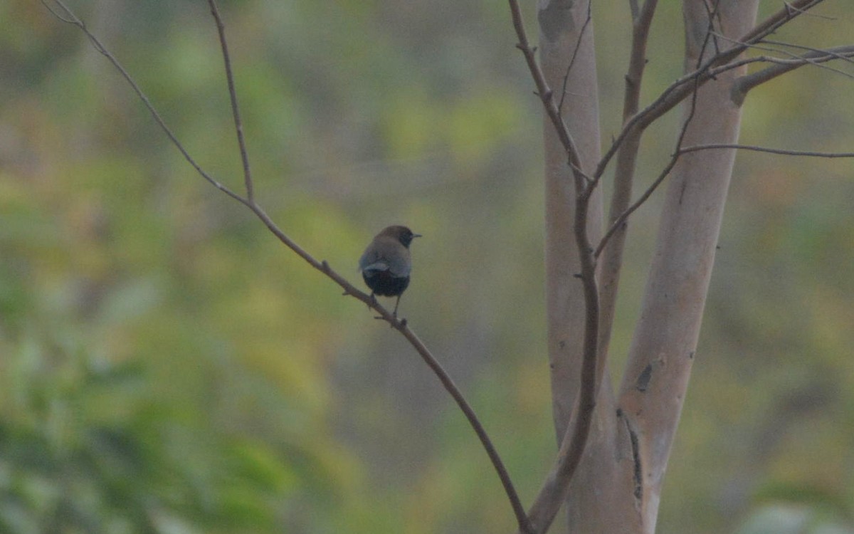 Indian Robin - ML390617021