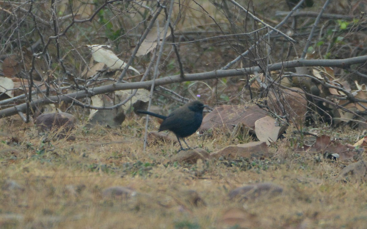 Indian Robin - ML390617031