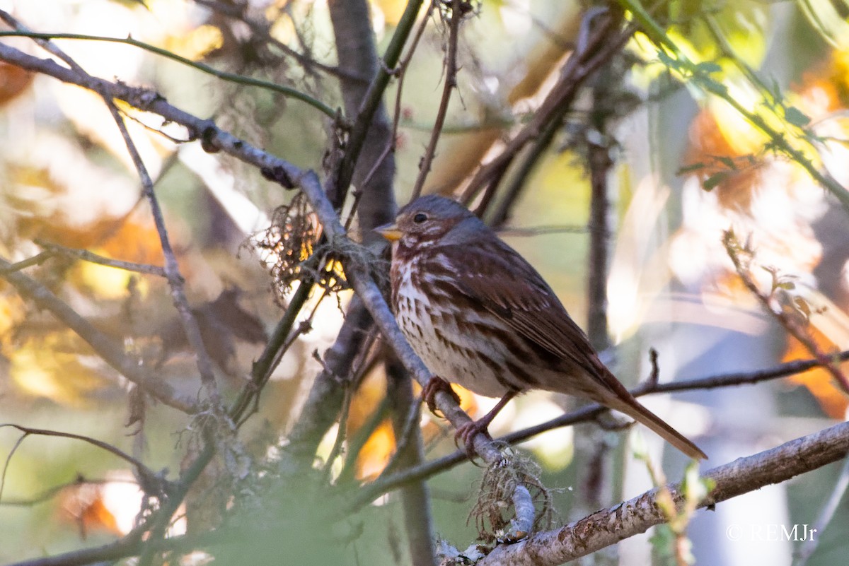 Fox Sparrow - ML390617081