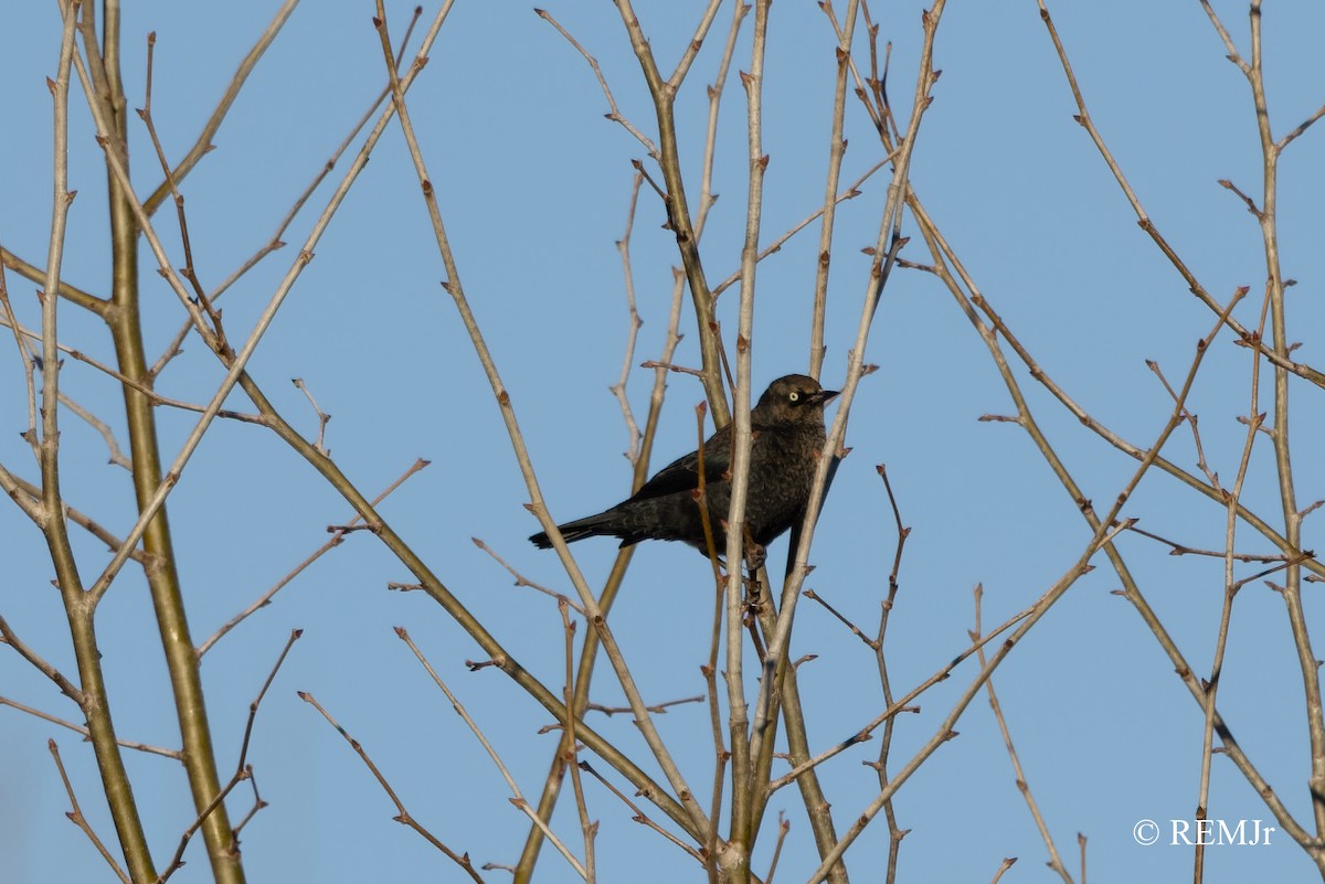 Rusty Blackbird - ML390617161