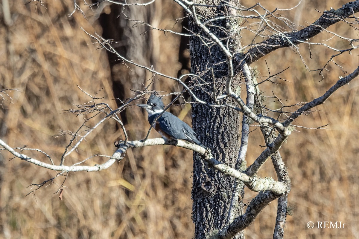 Belted Kingfisher - ML390617631