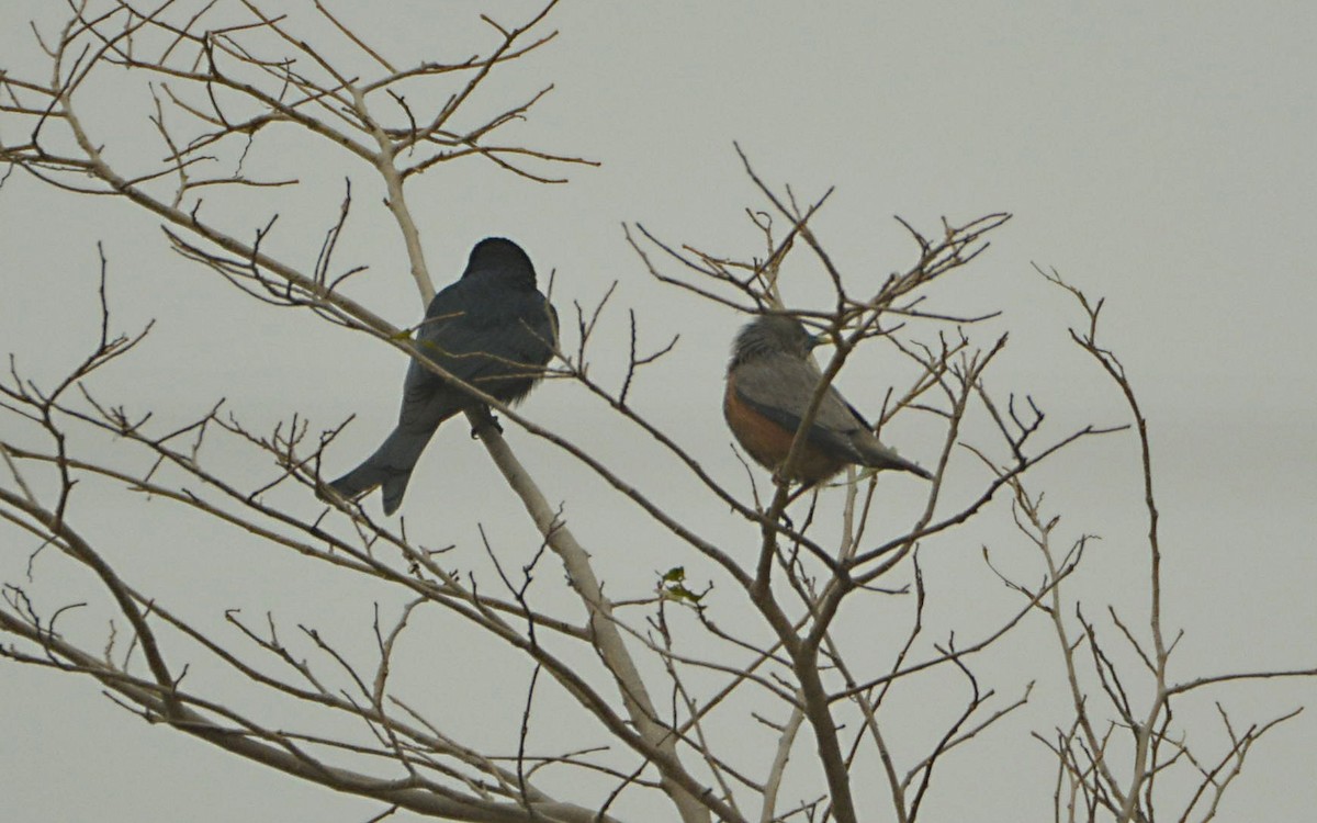 Chestnut-tailed Starling - ML390617821