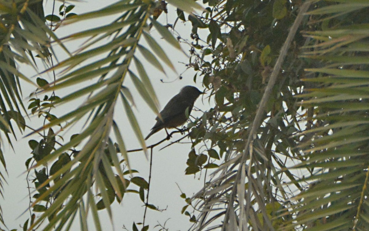 Chestnut-tailed Starling - ML390617851