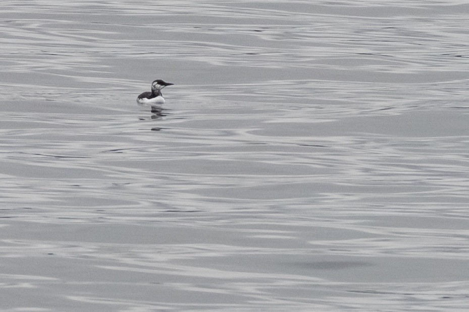 Common Murre - ML390621771