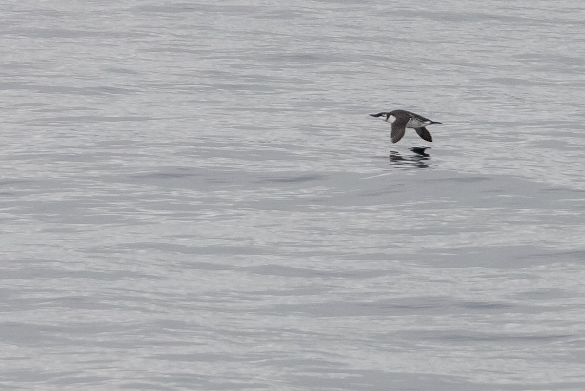 Common Murre - ML390621791