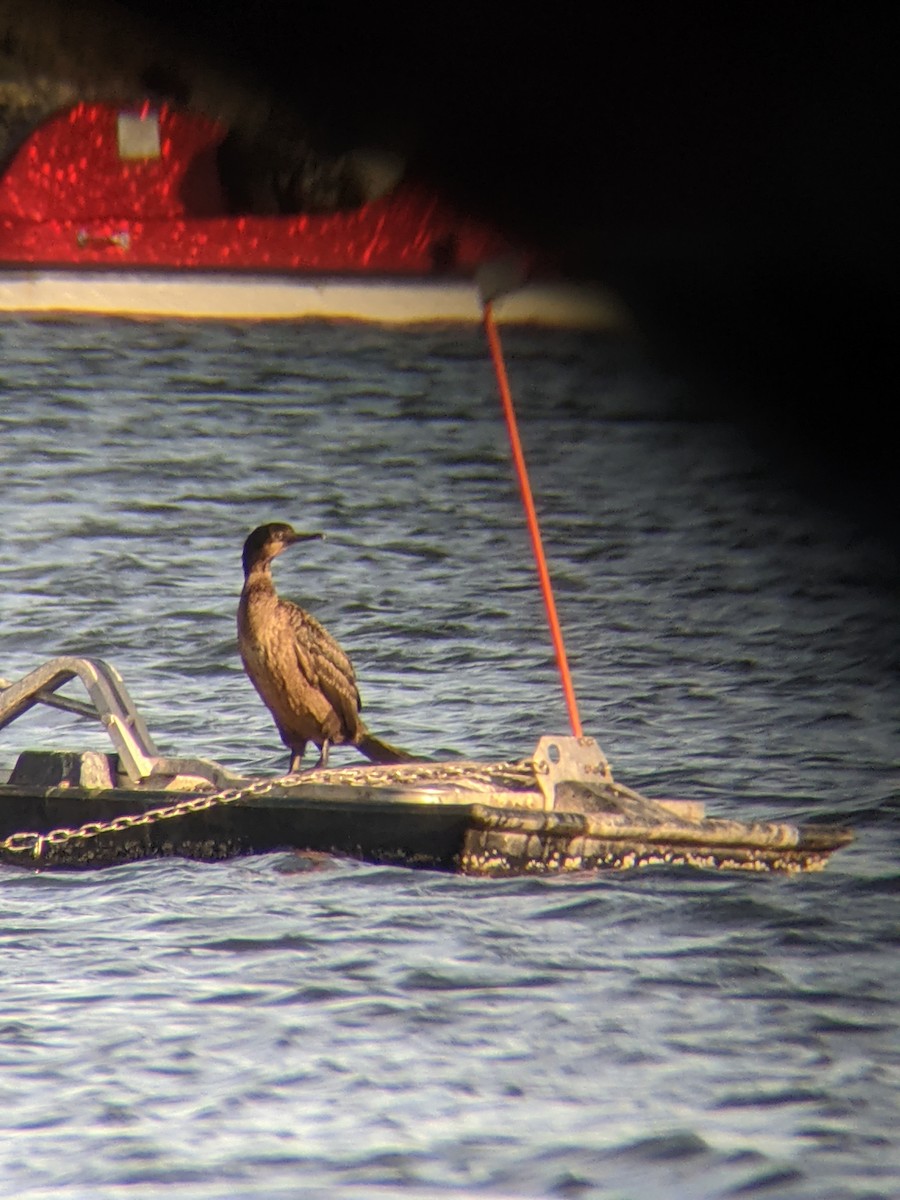 Brandt's Cormorant - ML390622561