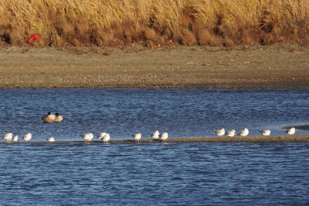 Ring-billed Gull - ML390623621