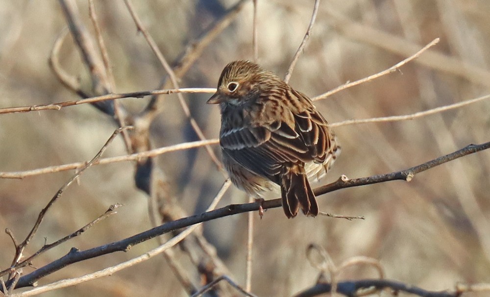 Vesper Sparrow - ML390628641