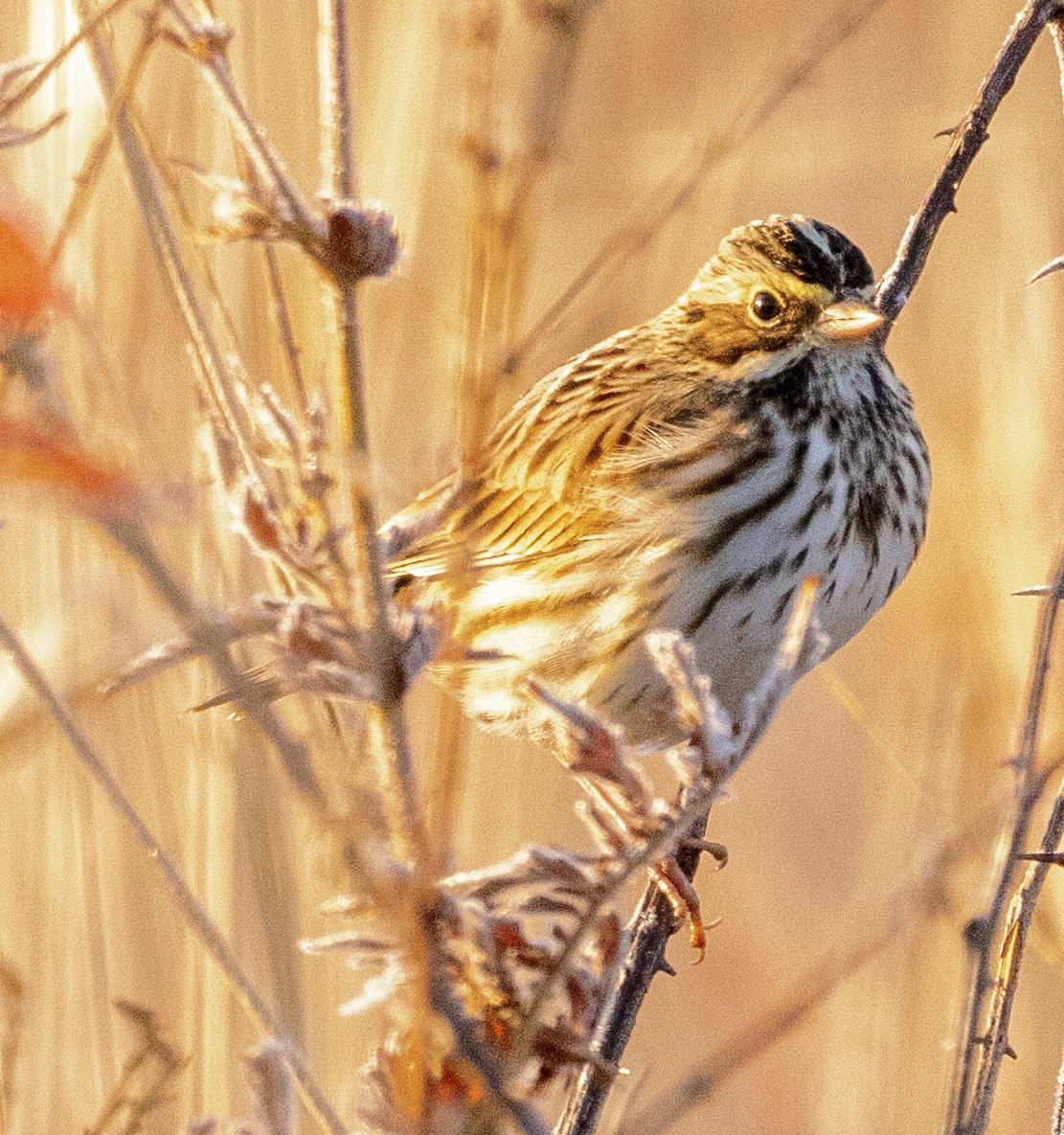 Savannah Sparrow - Scott Young