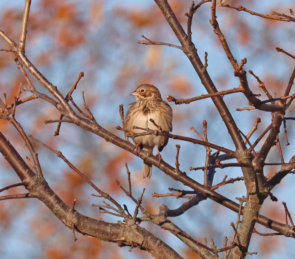 Vesper Sparrow - ML390629961