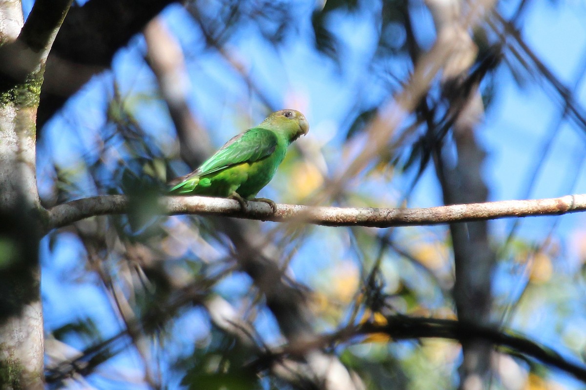 Sapphire-rumped Parrotlet - Alexander Lees