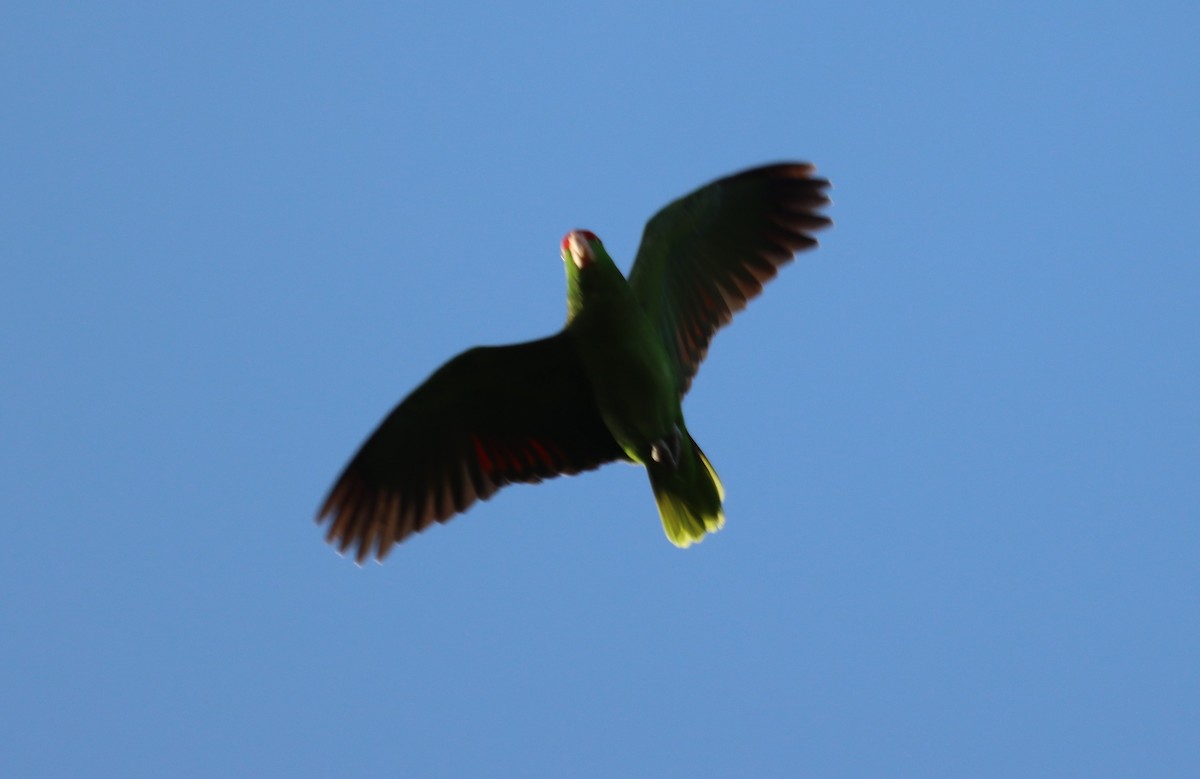 Red-crowned Parrot - ML390632051