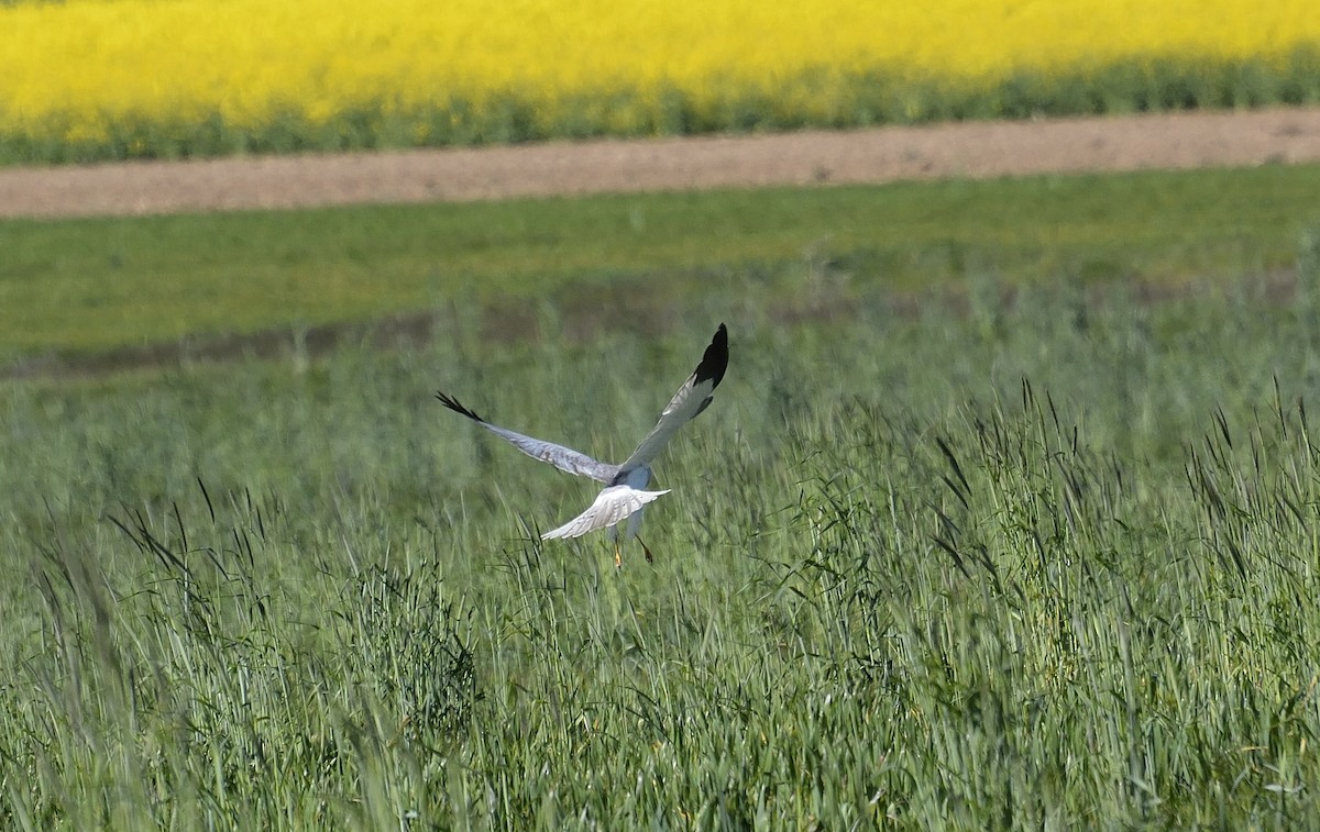 Hen Harrier - ML390633301