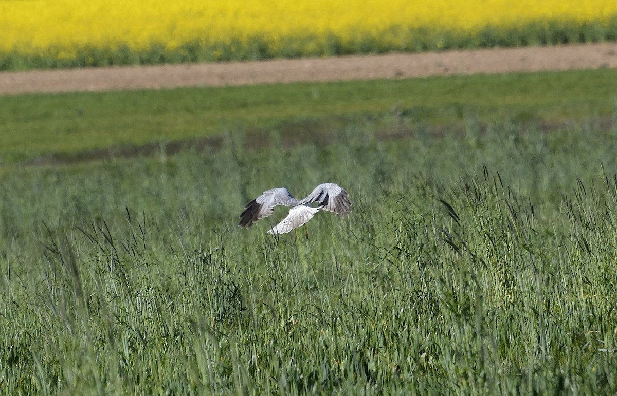 Aguilucho Pálido - ML390633331