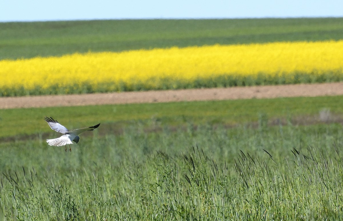 Hen Harrier - ML390633351