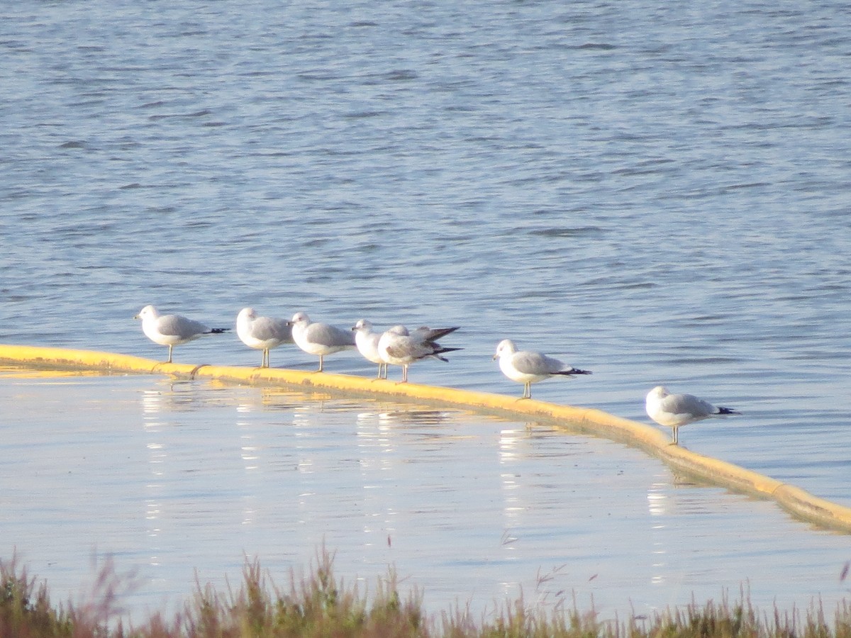 Ring-billed Gull - Jackie Girouard