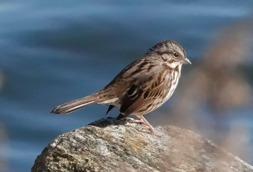 Song Sparrow - ML390635561